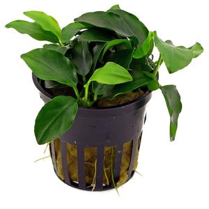 Anubias Bonsai (Nana Mini) Pot | Diertotaal.nl